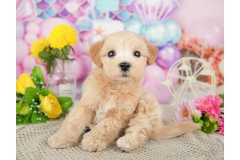 成約済の千葉県のミックス犬-370728の7枚目