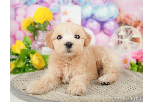 成約済の千葉県のミックス犬-370728の3枚目