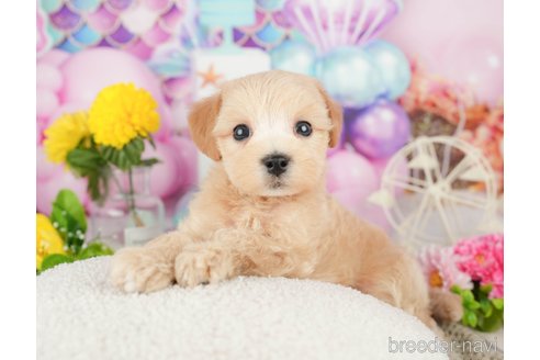 成約済の千葉県のミックス犬-370728の4枚目