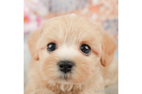 成約済の千葉県のミックス犬-370727の1枚目
