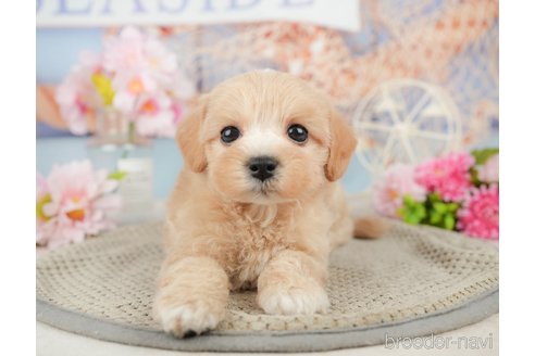 成約済の千葉県のミックス犬-370727の5枚目