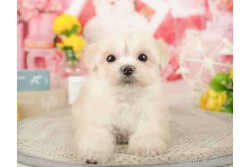 成約済の千葉県のマルプー:マルチーズ×トイプードル-370723の5枚目