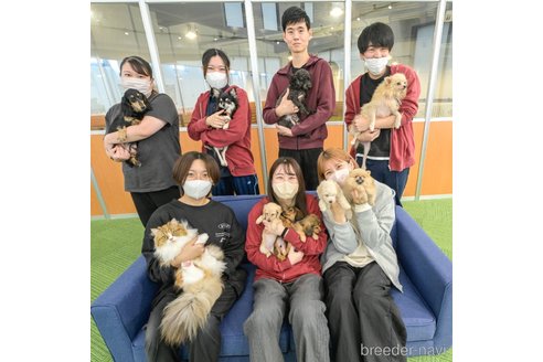 成約済の茨城県のポメラニアン-371254の11枚目