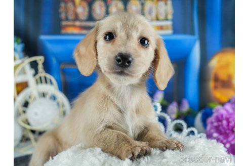 成約済の茨城県のミニチュアダックスフンド(ロングヘアード)-371250の7枚目