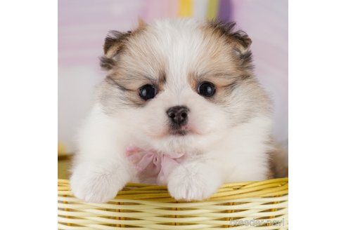 成約済の東京都のミックス犬-371584の5枚目