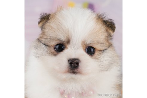 成約済ののミックス犬-371584