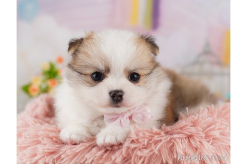 成約済の東京都のミックス犬-371584の6枚目