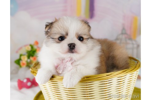 成約済の東京都のミックス犬-371584の3枚目