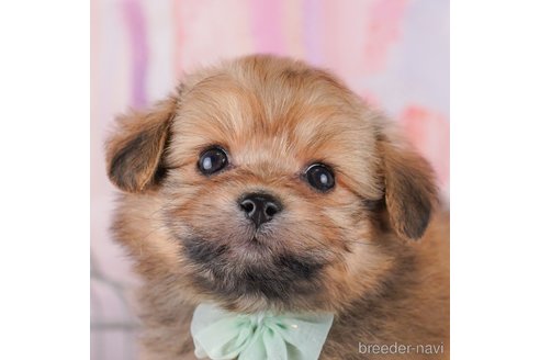 成約済の東京都のミックス犬-371578の1枚目