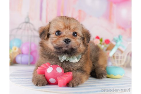 成約済の東京都のミックス犬-371578の4枚目
