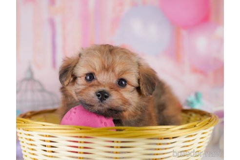 成約済の東京都のミックス犬-371578の3枚目