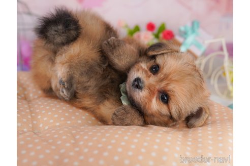 成約済の東京都のミックス犬-371578の5枚目