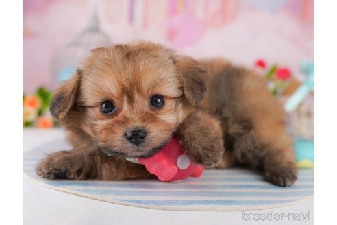 成約済の東京都のミックス犬-371578の6枚目