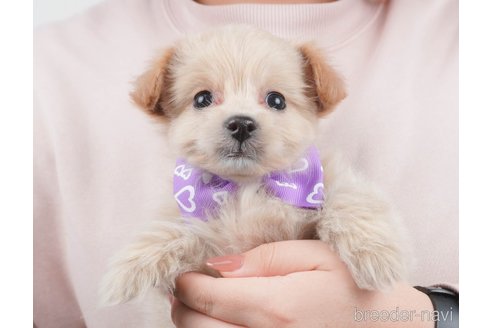 成約済の群馬県のミックス犬-372045の4枚目