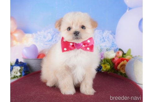 成約済の群馬県のミックス犬-372070の1枚目