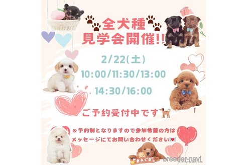 成約済の神奈川県のマルプー:マルチーズ×トイプードル-370933の12枚目