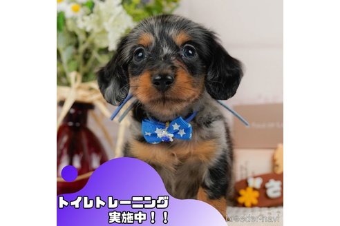 成約済の静岡県のミニチュアダックスフンド(ロングヘアード)-370995の1枚目