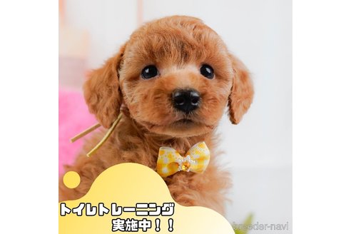 成約済の静岡県のトイプードル-371462の1枚目