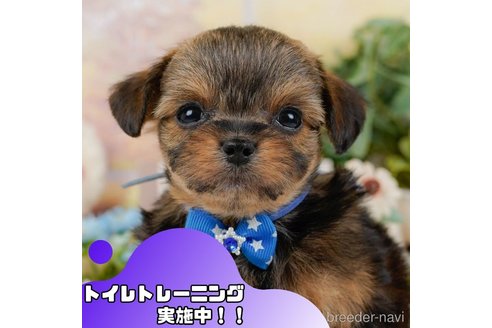 成約済ののチワプー:チワワ×トイプードル-371524