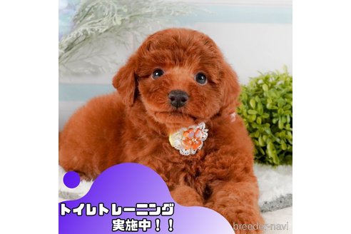 成約済の静岡県のトイプードル-372064の1枚目