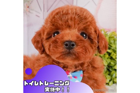 成約済の静岡県のトイプードル-372069の1枚目