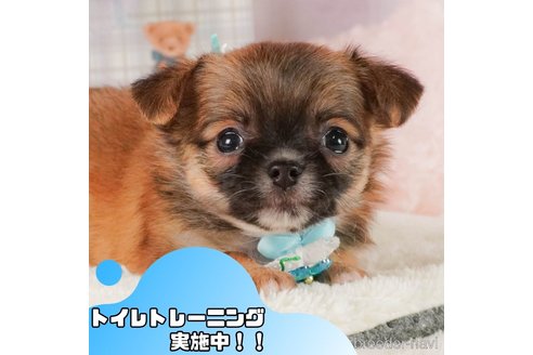 販売中の静岡県のチワワ(ロングコート)-372075