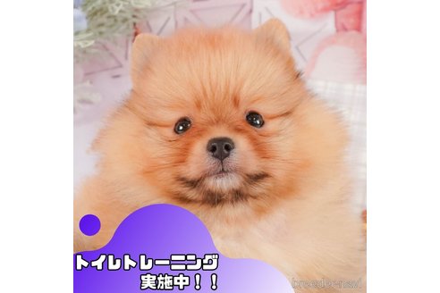 成約済の静岡県のポメラニアン-371109の1枚目