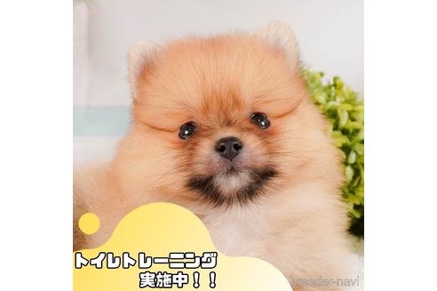 成約済ののポメラニアン-371107