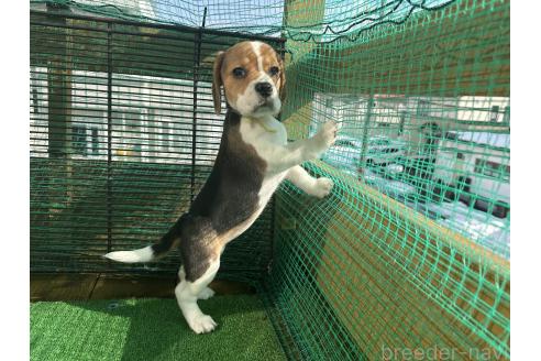 成約済の北海道のビーグル-362544の5枚目