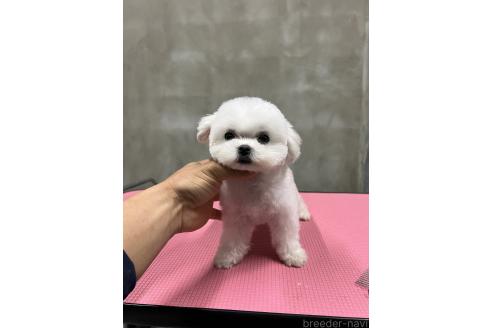 成約済の沖縄県のミックス犬-345738の8枚目