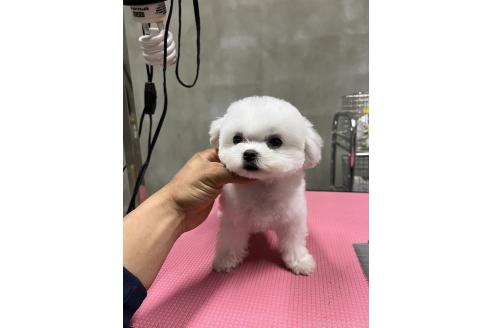 成約済の沖縄県のミックス犬-345738の7枚目
