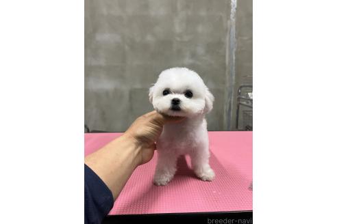 成約済の沖縄県のミックス犬-345738の6枚目