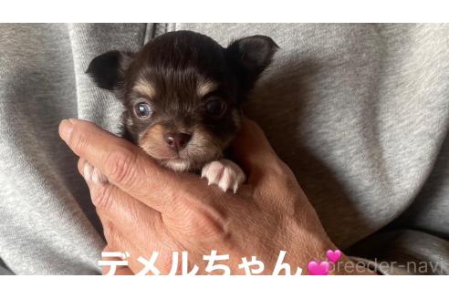 成約済の静岡県のチワワ(ロングコート)-370929の5枚目