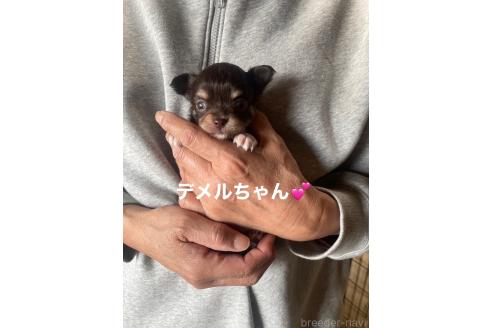 成約済の静岡県のチワワ(ロングコート)-370929の4枚目