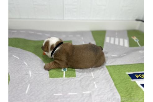 成約済の愛知県のブルドッグ-370951の6枚目