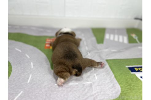 成約済の愛知県のブルドッグ-370951の3枚目