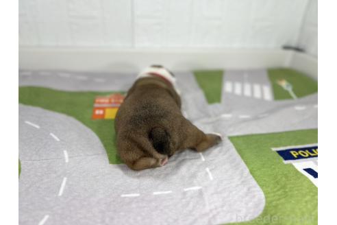 成約済の愛知県のブルドッグ-370953の3枚目