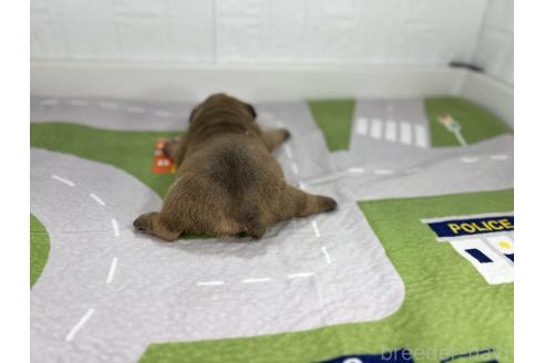 成約済の愛知県のブルドッグ-370954の3枚目