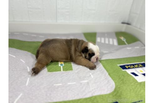 成約済の愛知県のブルドッグ-370954の2枚目