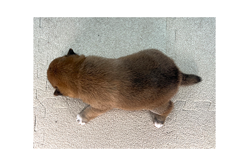 成約済の愛知県の豆柴-370970の2枚目