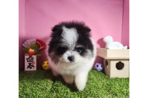 成約済の静岡県のポメラニアン-368147の11枚目