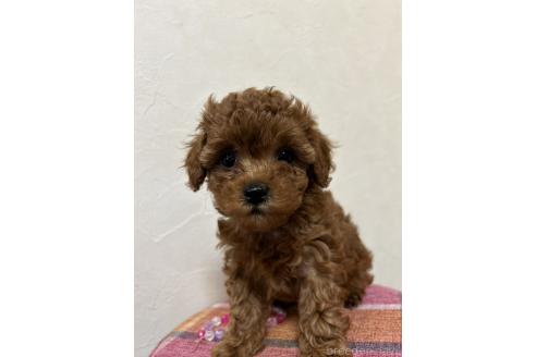 販売中の北海道のトイプードル-365030の10枚目