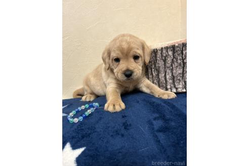 成約済の北海道のミックス犬-367225の4枚目