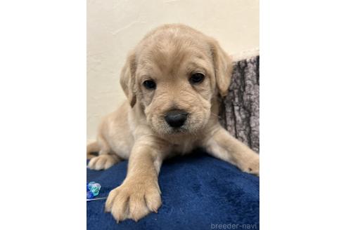 成約済の北海道のミックス犬-367225の3枚目