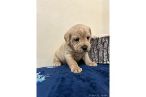 成約済の北海道のミックス犬-367225の2枚目