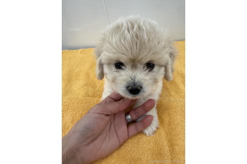 成約済の愛知県のミックス犬-371020の6枚目