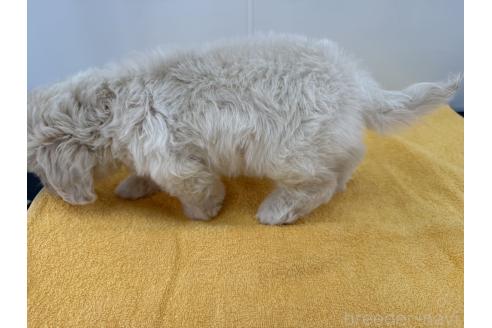 成約済の愛知県のミックス犬-371020の5枚目