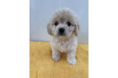 成約済の愛知県のミックス犬-371020の1枚目