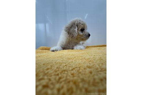 成約済の愛知県のミックス犬-371021の6枚目