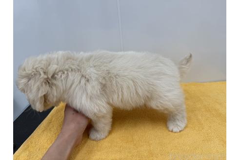 成約済の愛知県のミックス犬-371021の5枚目